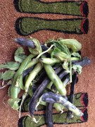 Norman's broad beans for seeds